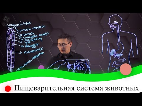 Видео: Пищеварительная система животных. 8 класс.