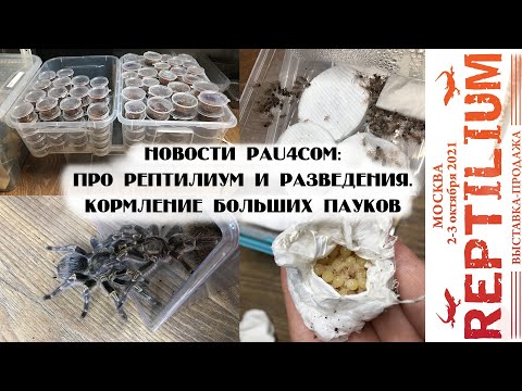 Видео: Про Рептилиум, спаривания и разведения. Кормление пауков-птицеедов