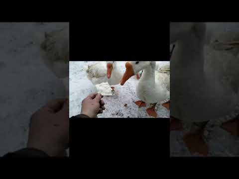 Видео: 4 ноября 2025 г.