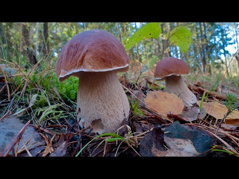 Видео: ❄️ ГДЕ СОБИРАТЬ БОРОВИКИ в холода? Грибы после МОРОЗА! MUSHROOMS 2024!