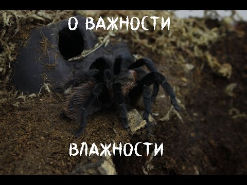 Видео: 🕷Арахногайд: "О Важности влажности"🕷