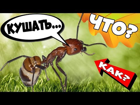 Видео: Как ухаживать за муравьями и муравьиной фермой дома?