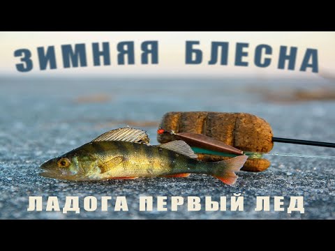 Видео: Первый лед, ловля окуня на блесну, зимняя рыбалка на Ладоге