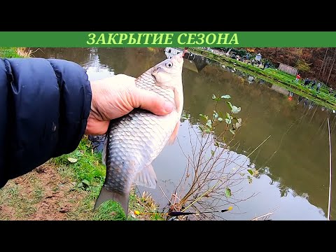 Видео: По карасю закрылись превосходно. Рыбалка на поплавок. Карась в ноябре.