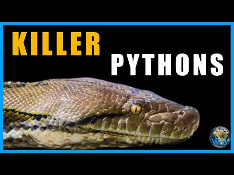 Видео: Питоны, которые едят людей