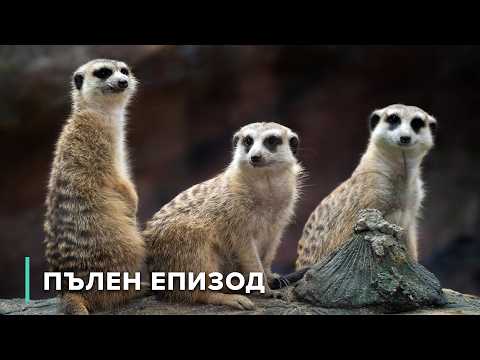 Видео: Оцеляване в пустинята: животът на сурикатите | Звезди на дивата природа 104