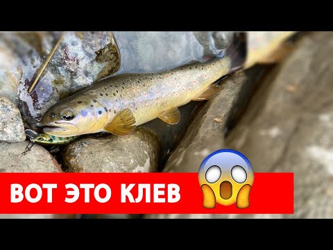 Видео: Рыбалка на форель в Кыргызстане 2021  ! Отличный апрельский клев !