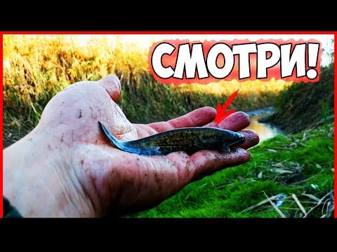 Видео: ЭТО НАДО ВИДЕТЬ! - СПАСАЮ РЫБУ! - СОМ, ОКУНЬ, РАКИ, КАРАСЬ - РЫБАЛКА РУКАМИ в ЛУЖЕ!