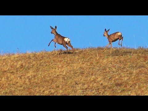 Видео: Забайкальский край.  За абрикосом, река Онон.