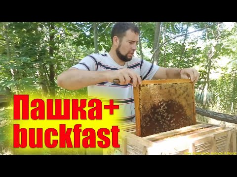Видео: Этот эксперимент даст возможность получать мед с отводков пчел на пасеке