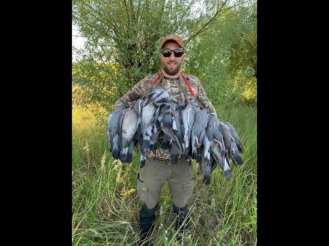 Видео: Охота на вяхиря (дикого голубя) в подсолнухе 2020.Очень много налетов.