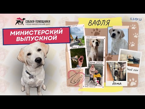 Видео: Собаки-ассистенты для людей с ПТСР