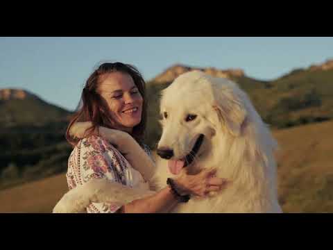 Видео: Маремма и Бернский Зенненхунд: идеальные семейные собаки из питомника «С Горы Мезмай»