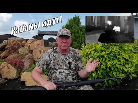 Видео: Охота на кабана с вышки летом 2023 г. Кабаны не заставили себя долго ждать.