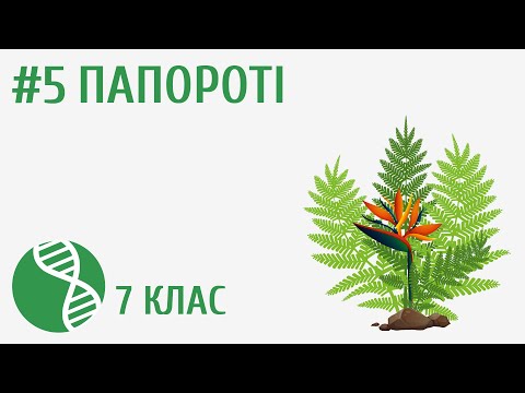 Видео: Папороті #5