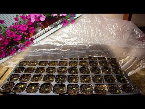 Видео: Петунии 2019🌱🌺 ВАЖНЫЕ моменты сразу после всходов!