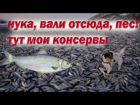 Видео: Сельдь (Море рыбы) Моя оценка 5/10