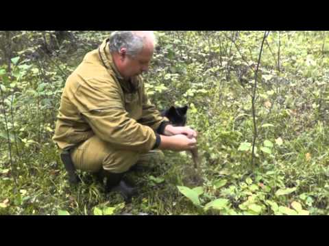 Видео: ЗА КАЛГАНОМ