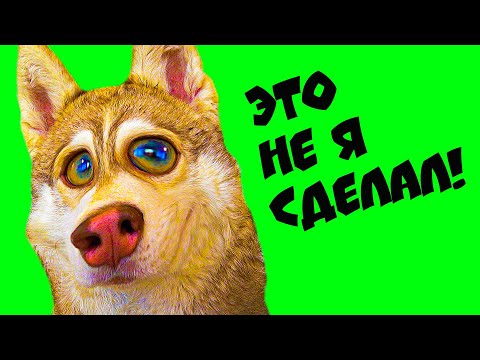 Видео: СБОРНИК РЖАЧНЫХ МОМЕНТОВ!! (Хаски Бублик) Говорящая собака Mister Booble