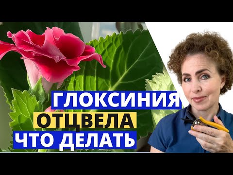 Видео: ГЛОКСИНИЯ после цветения