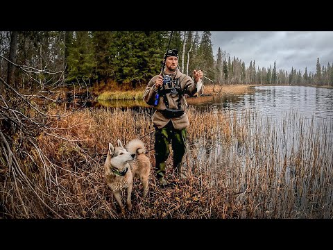 Видео: ЖИЗНЬ В ТАЙГЕ. РАЗБОЙ ОТСТУПАЕТ. ВЗЯЛИ РЫБЫ. СУКОННЫЙ КОСТЮМ.