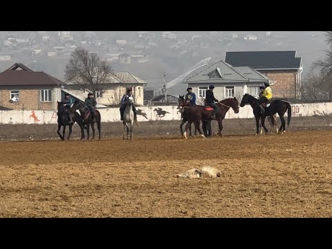 Видео: Курманжан Датка командасынын даярдыны. Төлөйкөн ат майданы!