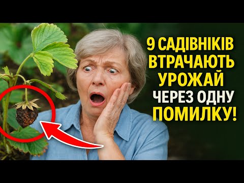Видео: 90% САДІВНИКІВ ВТРАЧАЮТЬ УРОЖАЙ ЧЕРЕЗ ОДНУ ПОМИЛКУ! 4 Етапи Підготовки Полуниці До Зими.