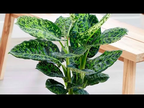 Видео: Диффенбахия РЕФЛЕКТОР(отырғызу/дұрыс таңдау/күтімі)ТЕЗ ОТЫРҒЫЗУ ӘДІСІН БІЛ❗️