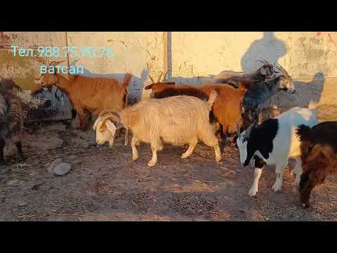 Видео: СРОЧНО БУЗҲОИ ФУРУШИ