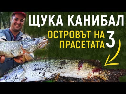 Видео: Щука КАНИБАЛ Островът на ДИВИТЕ прасета! Риболов на щука и костур  река Дунав част3