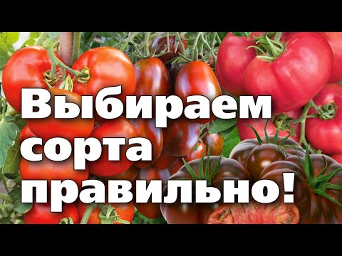 Видео: КАК ВЫБРАТЬ СОРТ ТОМАТА. Разновидности современных сортов