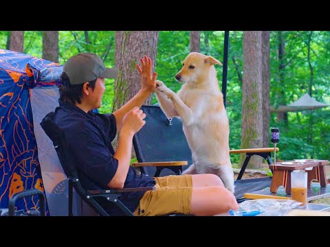 Видео: Одиночный кемпинг в глубине леса с моей собакой 🌲🐶 Под умиротворяющие звуки природы