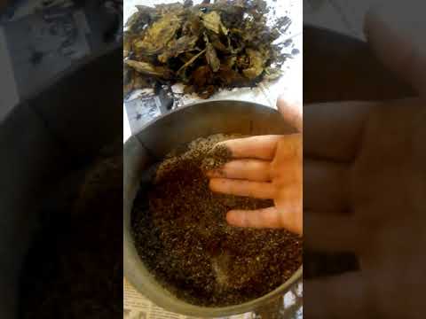 Видео: махорка без опилок( стебля) ароматная приправа для табака.