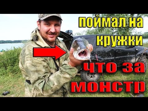 Видео: ПОЙМАЛ ОГРОМНОГО СУДАКА на КРУЖКИ! рыбалка с ночевкой. Кладоискатель Руся.