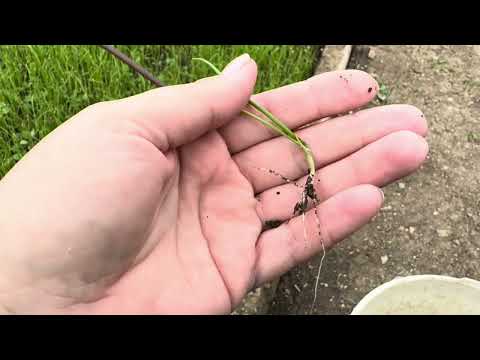 Видео: Выращивание ялтинского лука. Уборка сорняков