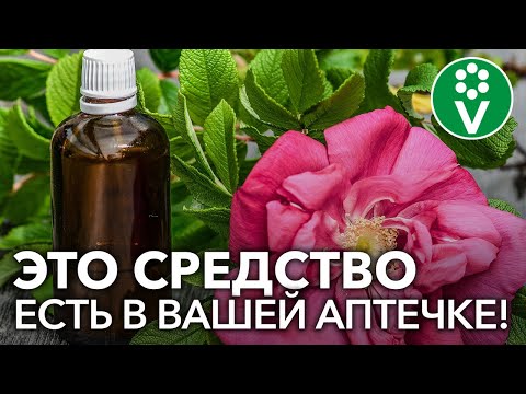 Видео: Аптечное лекарство от всех БОЛЕЗНЕЙ РОЗ!