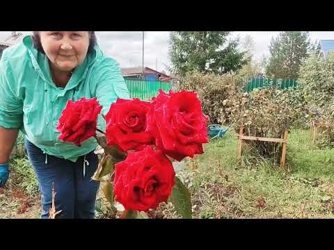 Видео: 9 октября 2025 г.