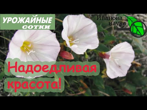 Видео: Хватит мучаться 😭 с вьюнком (и не только)! Избавиться очень просто!