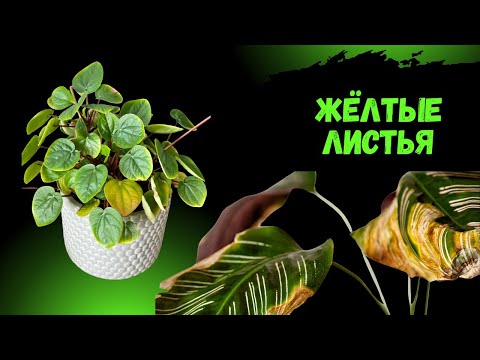 Видео: Почему желтеют листья?  Разбираем главные причины.