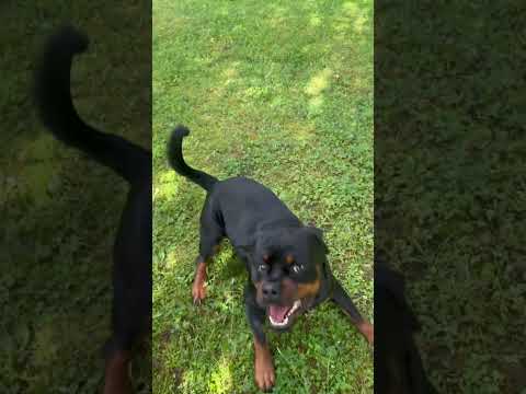 Видео: Футболист/Ротвейлер ДЭДДИ/#ротвейлердэдди #rottweiler #ротвейлер #rottweilerdog #rottweilerdog