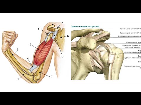 Видео: Боль под передней дельтой в плече. Вправляем внешнее сухожилие бицепса