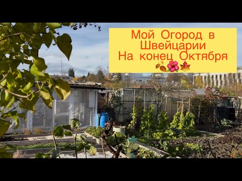 Видео: МОЙ ОГОРОД В ШВЕЙЦАРИИ 👩‍🌾 28.10.25 ЧТО ЕЩЁ РАСТЁТ 🍁🍂🌺🌶️
