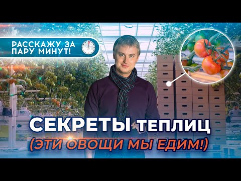 Видео: СЕКРЕТЫ теплиц 🥒 || Эти овощи мы едим!