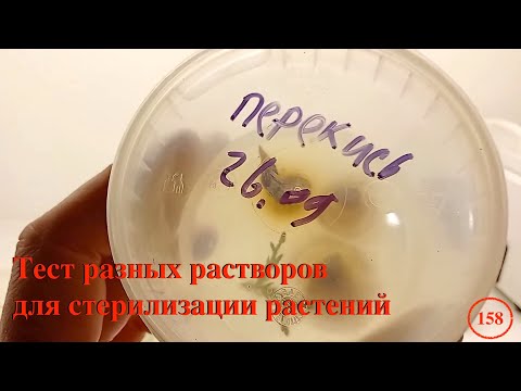 Видео: [158] Сравнительный тест 6 различных растворов для стерилизации растений, смотрим результаты