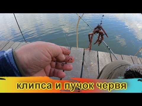 Видео: Эксперимент с клипсой для пучка червей / Днестр/ Маяки/ эксперимент /