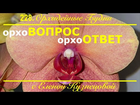 Видео: Начинающему орхолюбителю посвящается: хочу чтобы орхидея быстро росла и пышно цвела