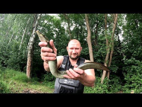 Видео: Нарешті я зловив ВУГРА токсичну потвору😱😬😅Нічний кльов на філе