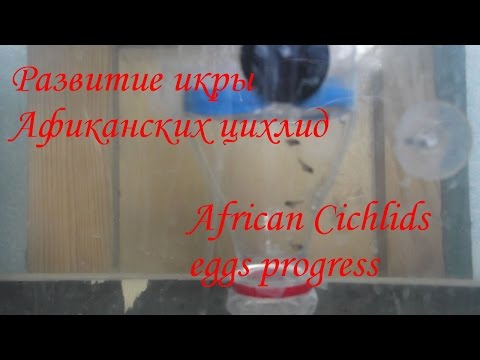 Видео: Развитие икры африканских цихлид