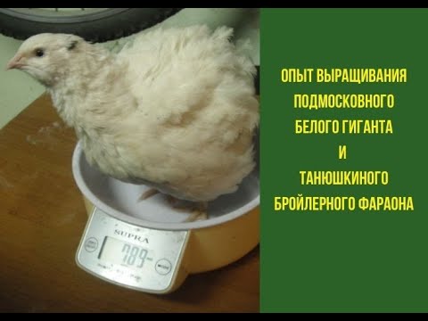 Видео: Опыт выращивания Подмосковного Белого Гиганта и Танюшкиного бройлерного фараона