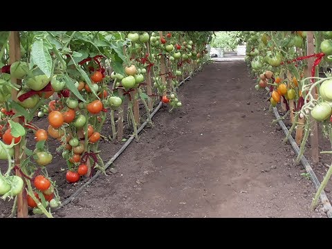 Видео: 2 ТОМАТА В ОДНУ ЛУНКУ - КАКИЕ МОЖНО, А КАКИЕ - НЕТ?